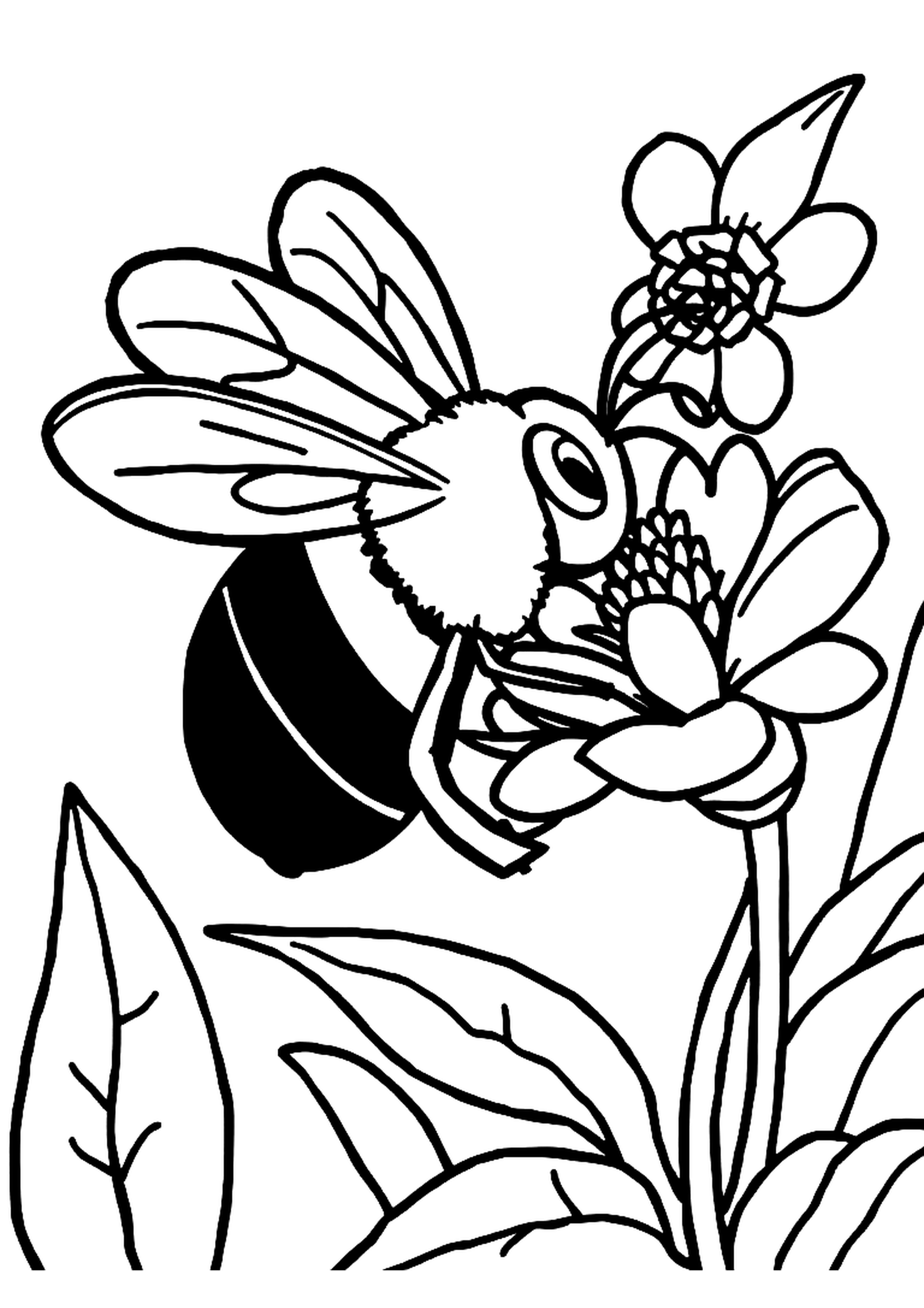 Bee flying between flowers collecting nectar