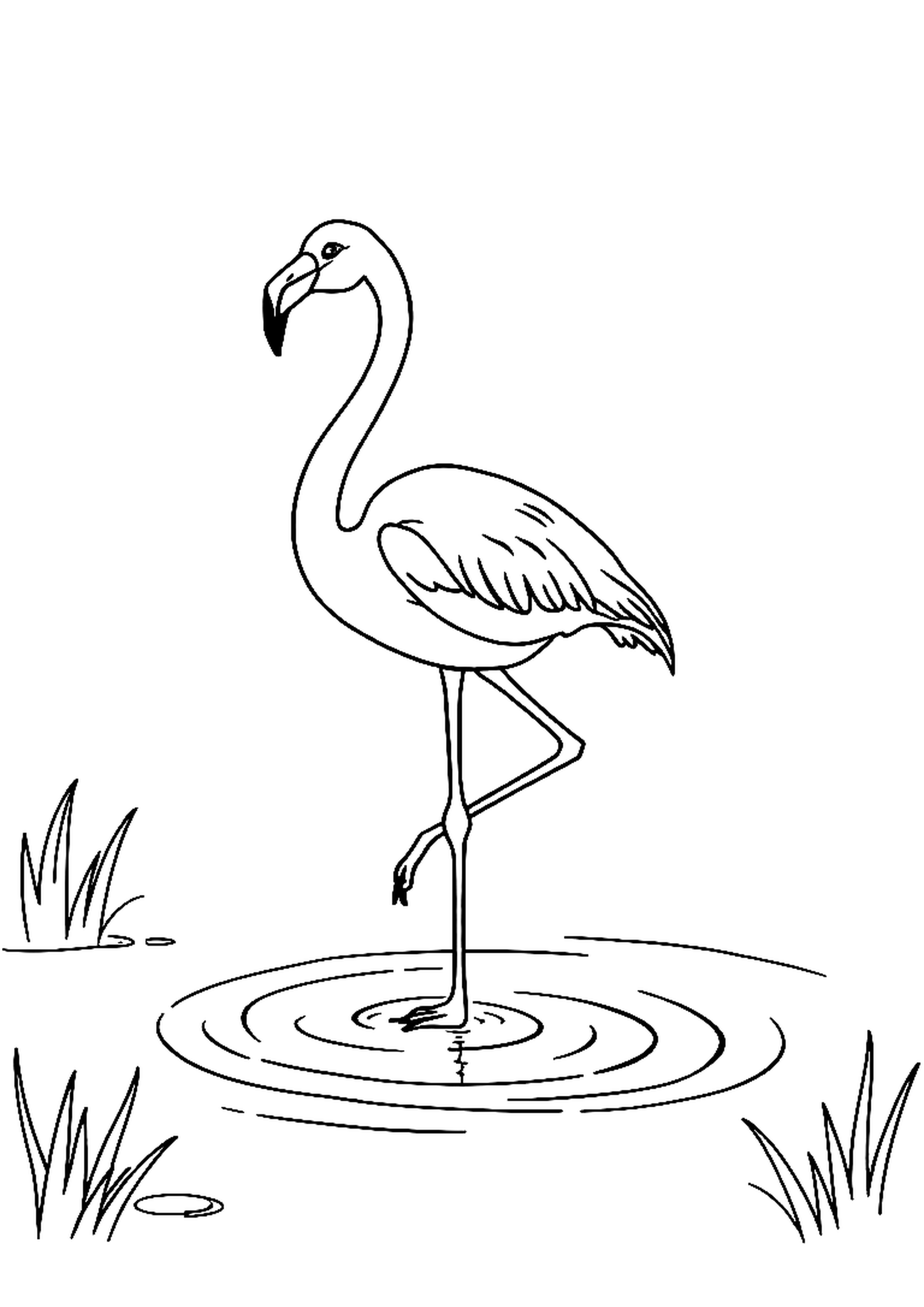 Flamingo standing on one leg in a tropical lake