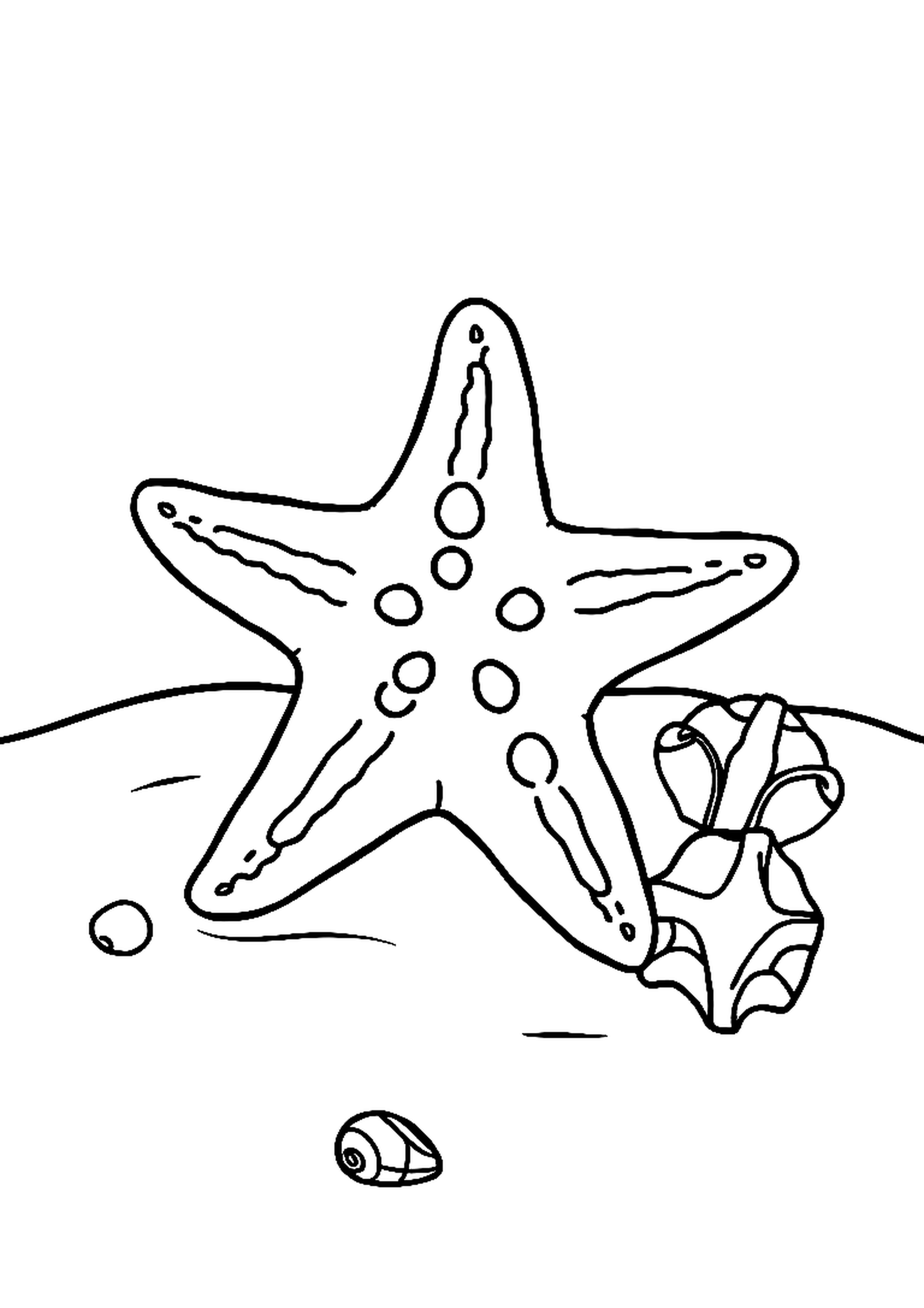 Starfish lying on a sandy beach with seashells