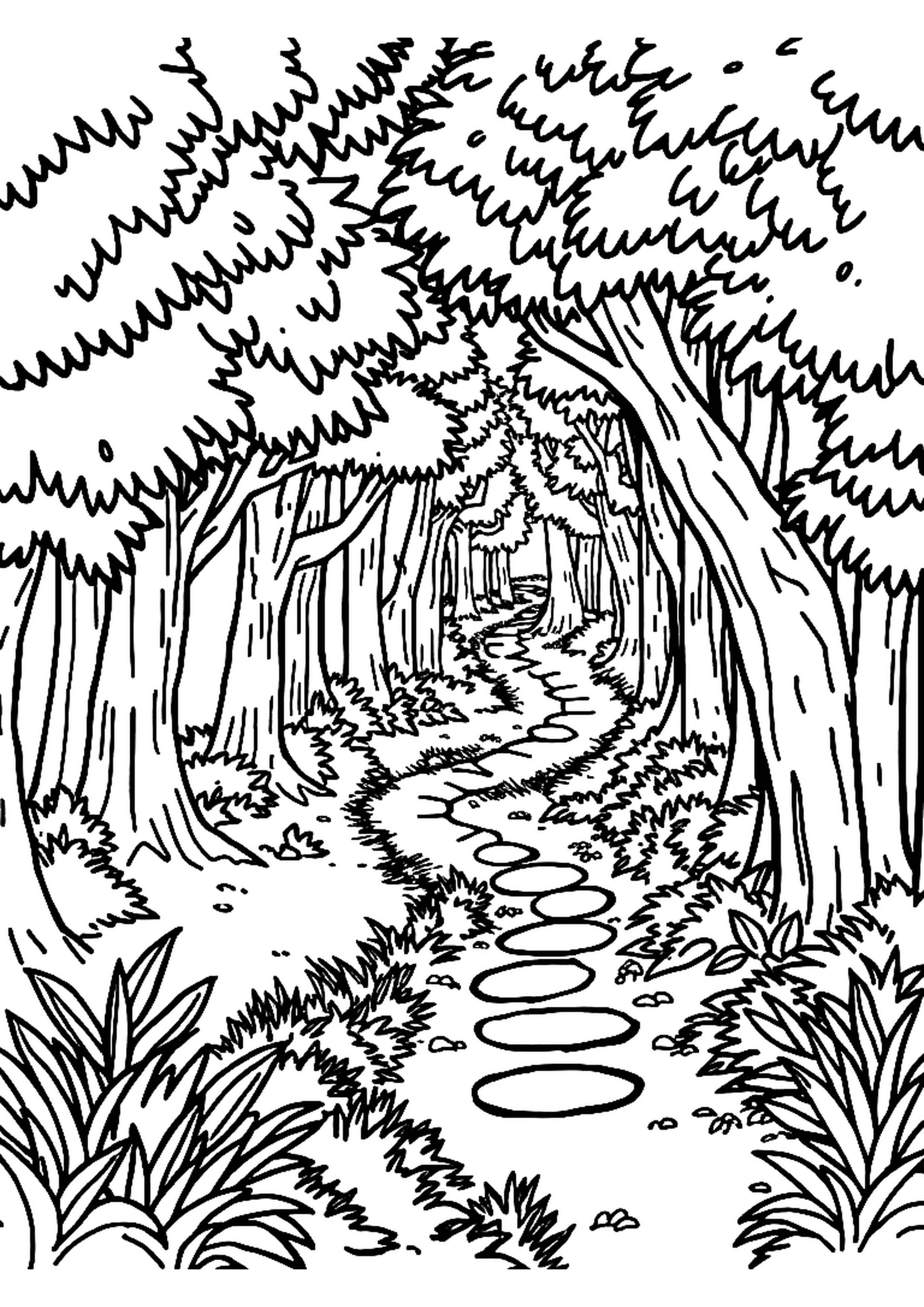 Winding path through a quiet forest with tall trees