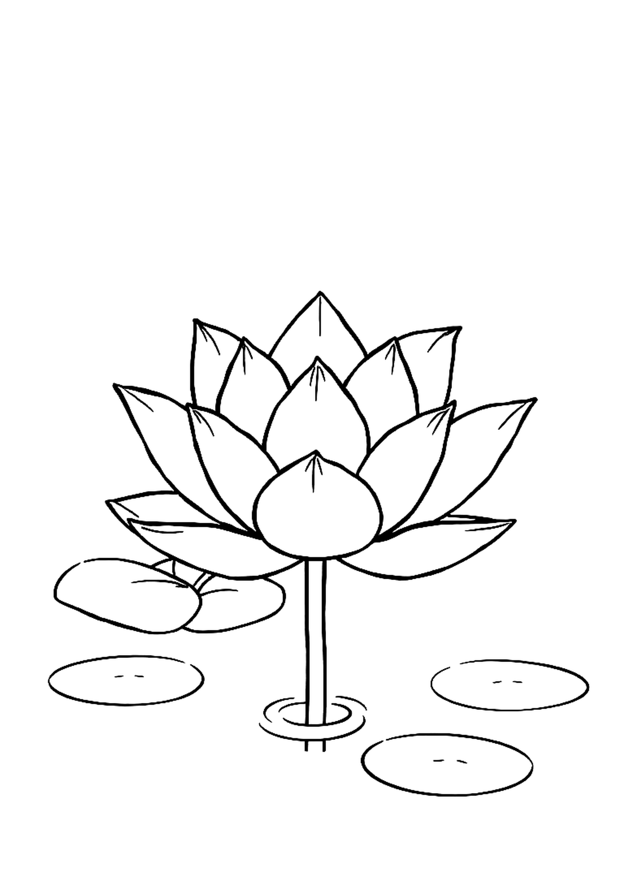 Lotus flower floating on a peaceful pond with lily pads